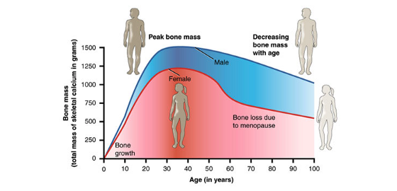 Bone health and density in runners