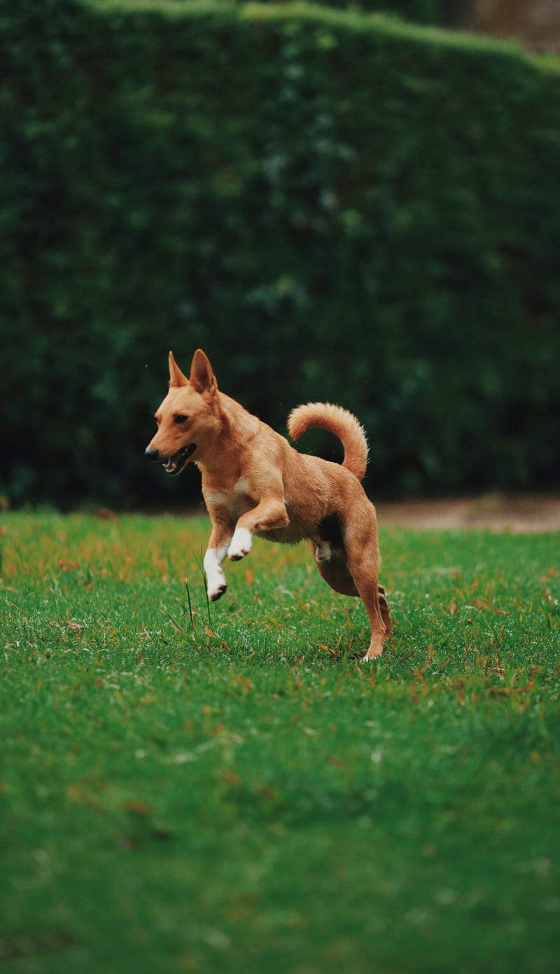 Happy dog playing outside