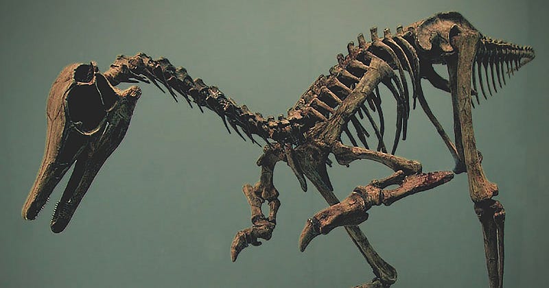 Reconstructed skeleton of Patagonykus puertai