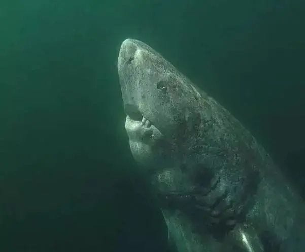 A 392-year-old Greenland shark swimming in the ocean.