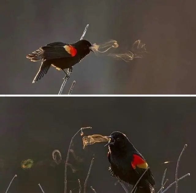 A bird's breath visible in the cold winter air.