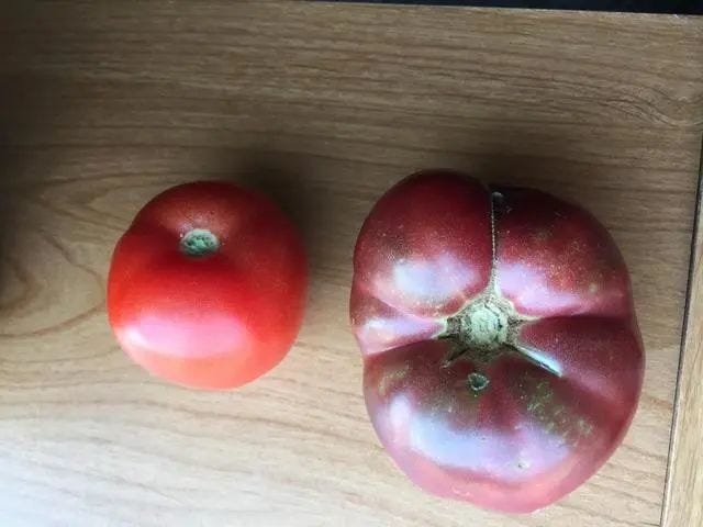 Evolution of tomatoes over 150 years.