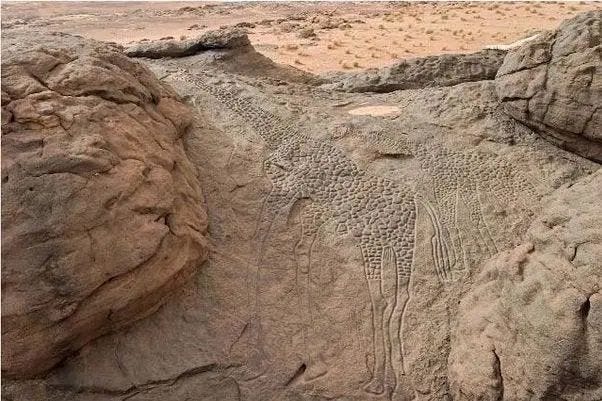 Ancient petroglyphs of giraffes in the Sahara.