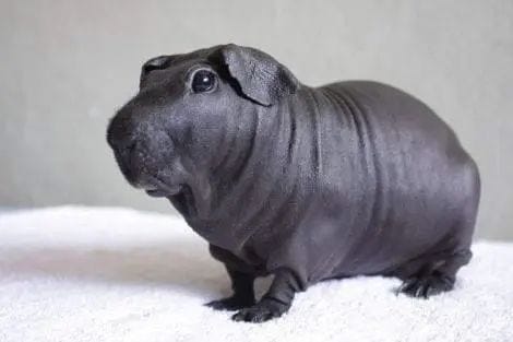 A hairless guinea pig resembling a mini hippopotamus.