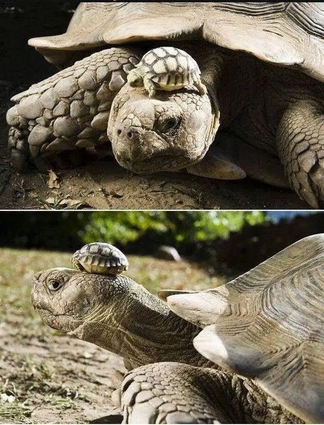 An elderly turtle with its baby on its back.