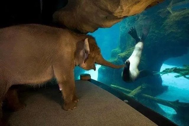 Animals socializing at a zoo.