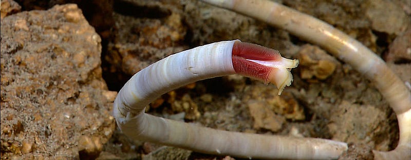 Tubeworm surviving near a hydrothermal vent