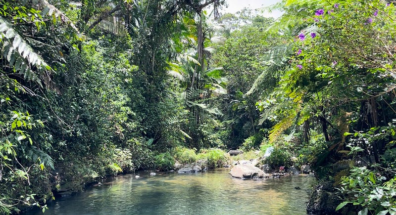 Serene swimming hole in the forest