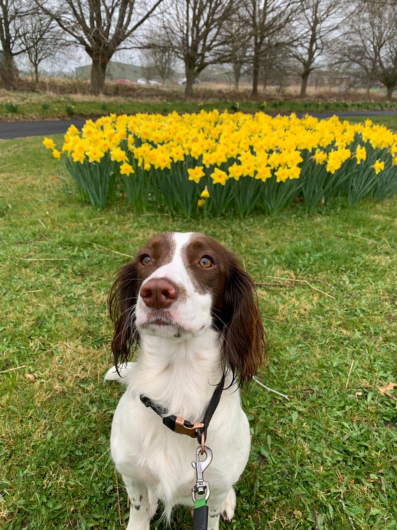 Ginny the dog enjoying a sunny day among daffodils