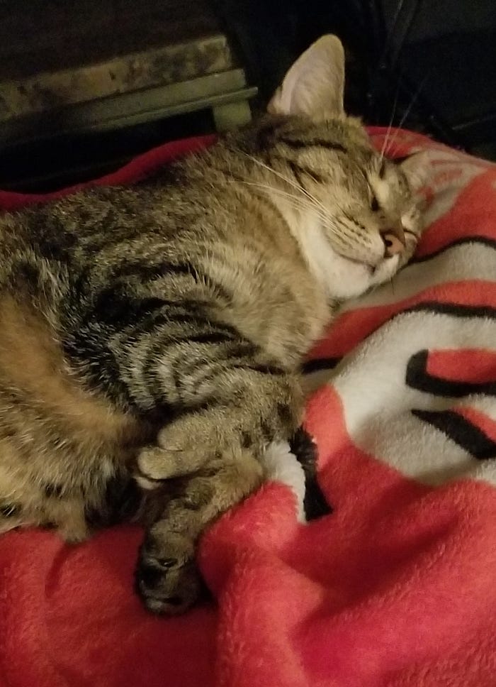 Adorable kitty hiding her food plate