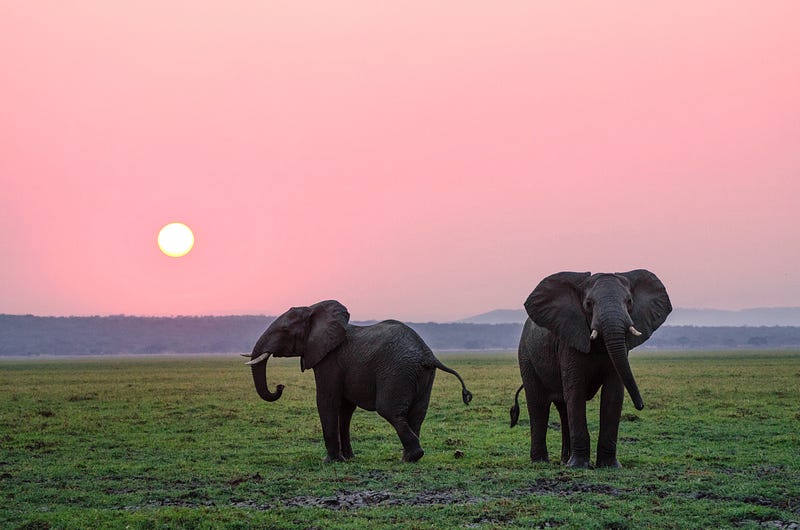 Elephant using its trunk