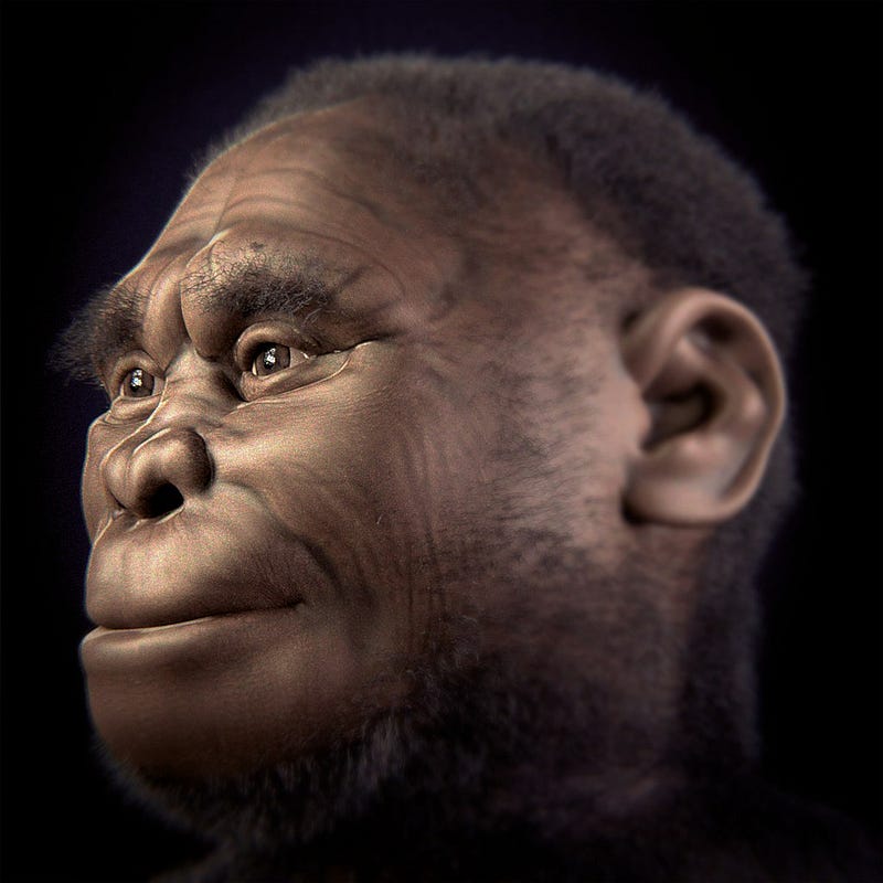 Artistic representation of Homo floresiensis