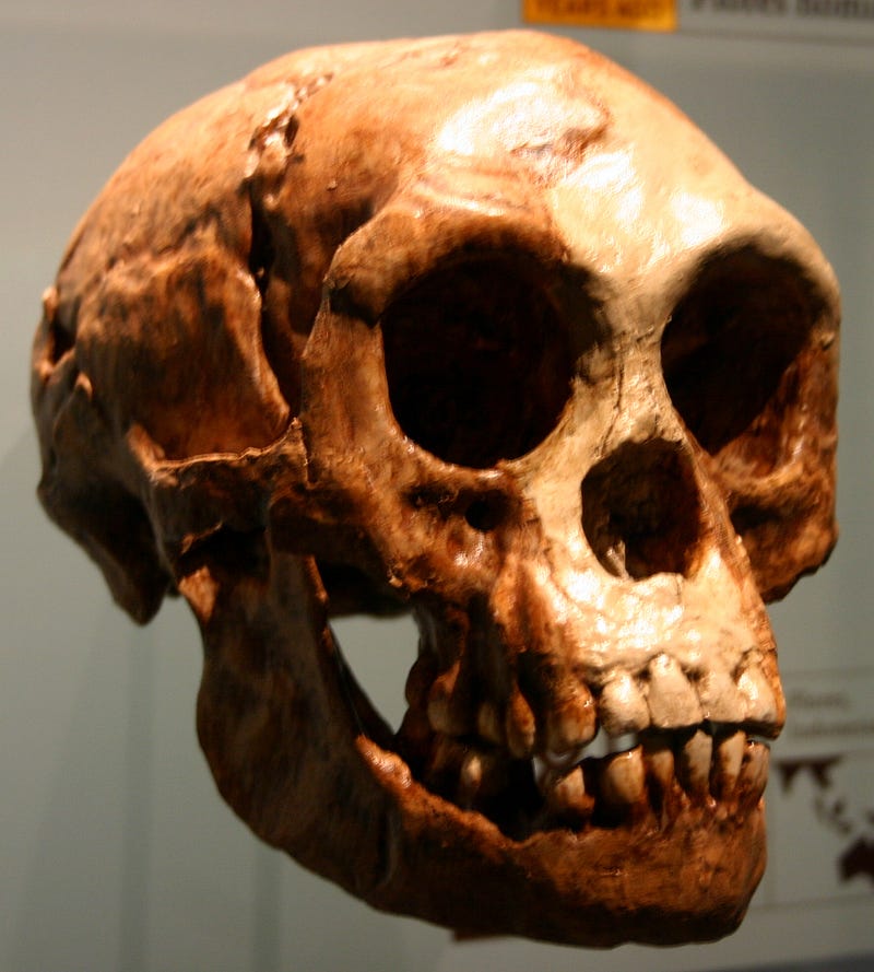 Artistic depiction of Homo floresiensis skull