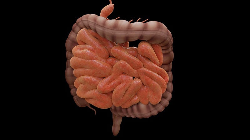 Gut-brain connection illustration