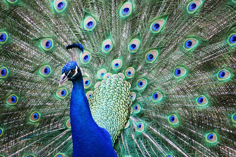 A peacock flaunting its colorful tail feathers