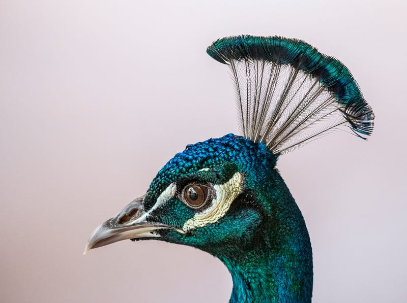 A peacock in a cultural setting