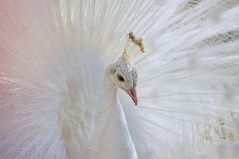 A beautiful white peacock