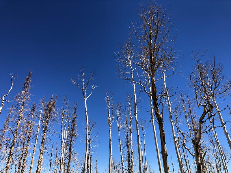 Charred trees in a devastated forest