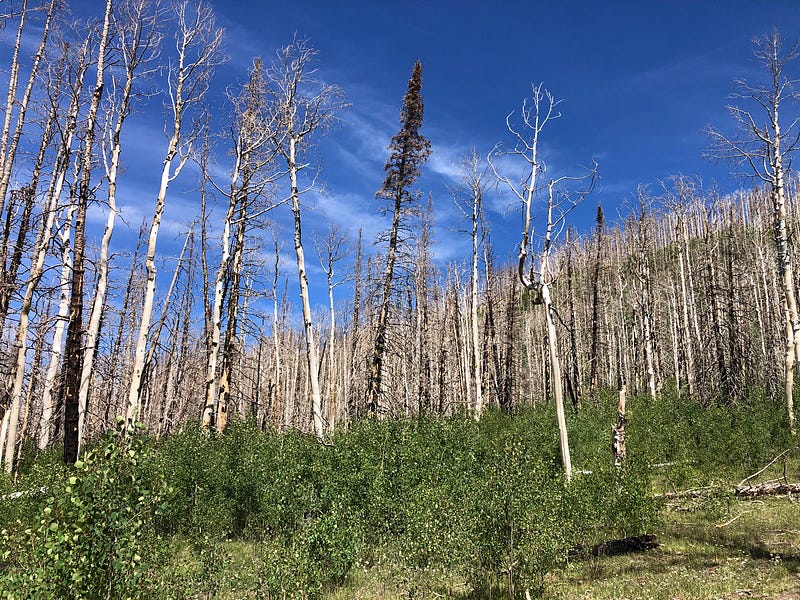 Landscape of burned forest