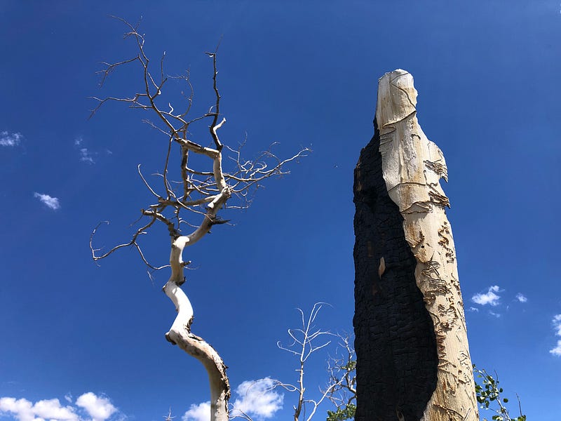 Burned trees against the blue sky