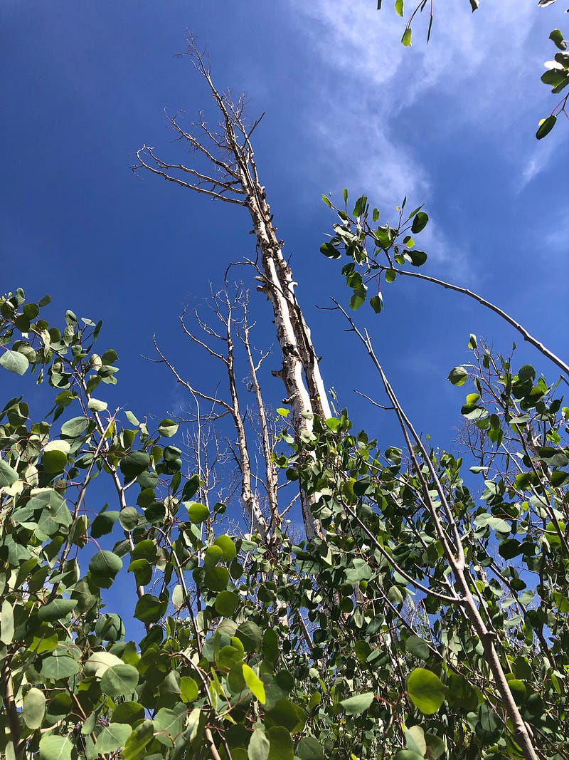 Young aspens in a recovering forest