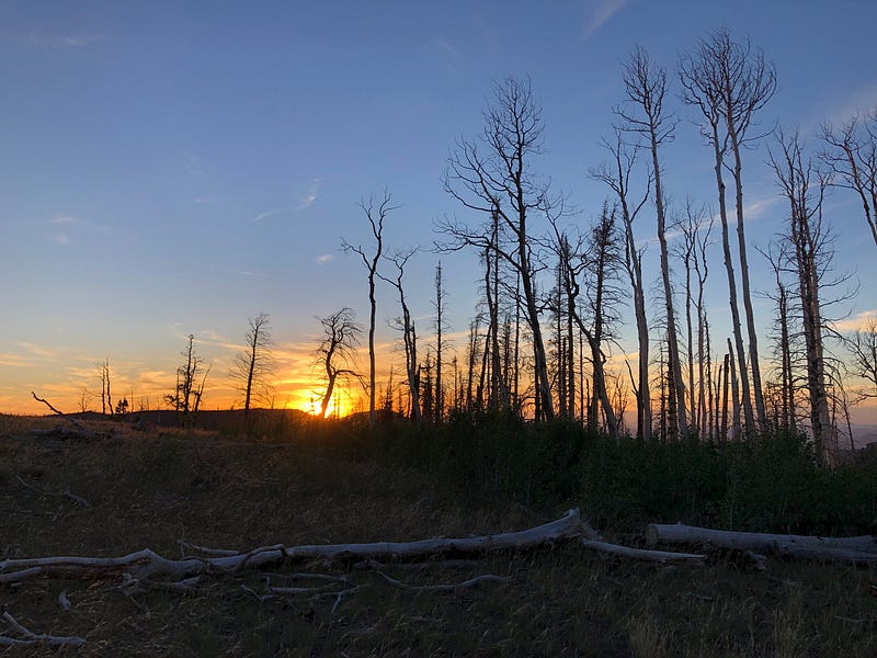 Silhouette of trees at sunset