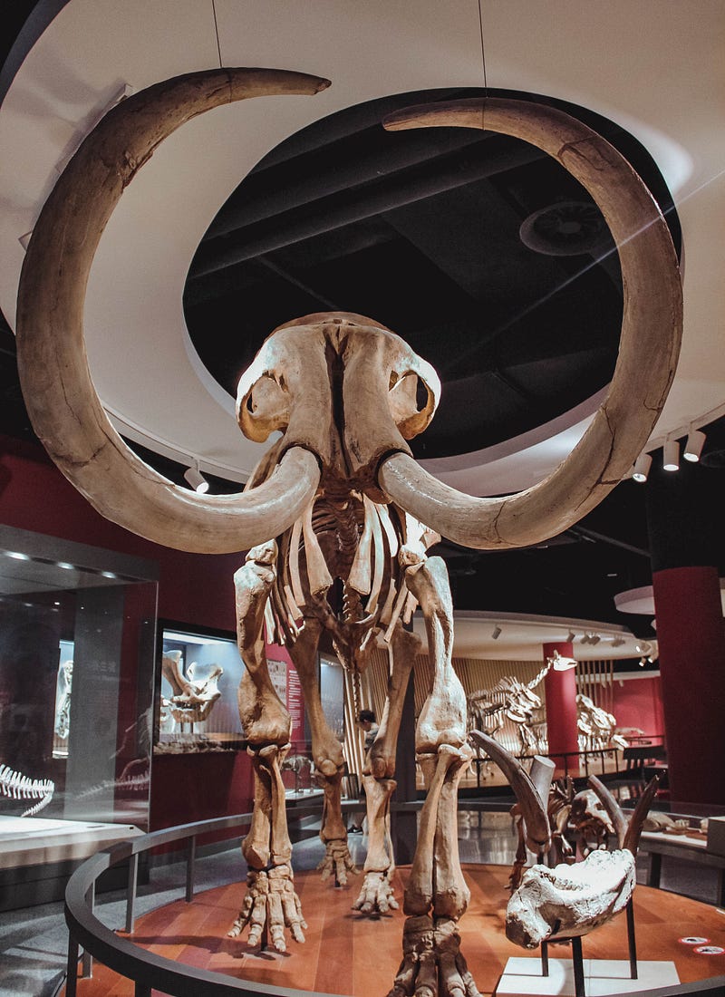 Mammoth bone hut reconstruction