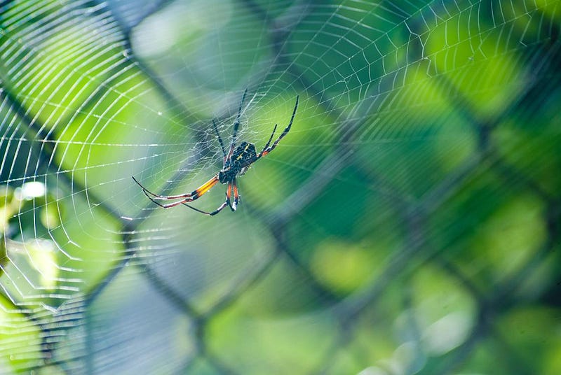 Spiders and other reptiles at The Serpentarium