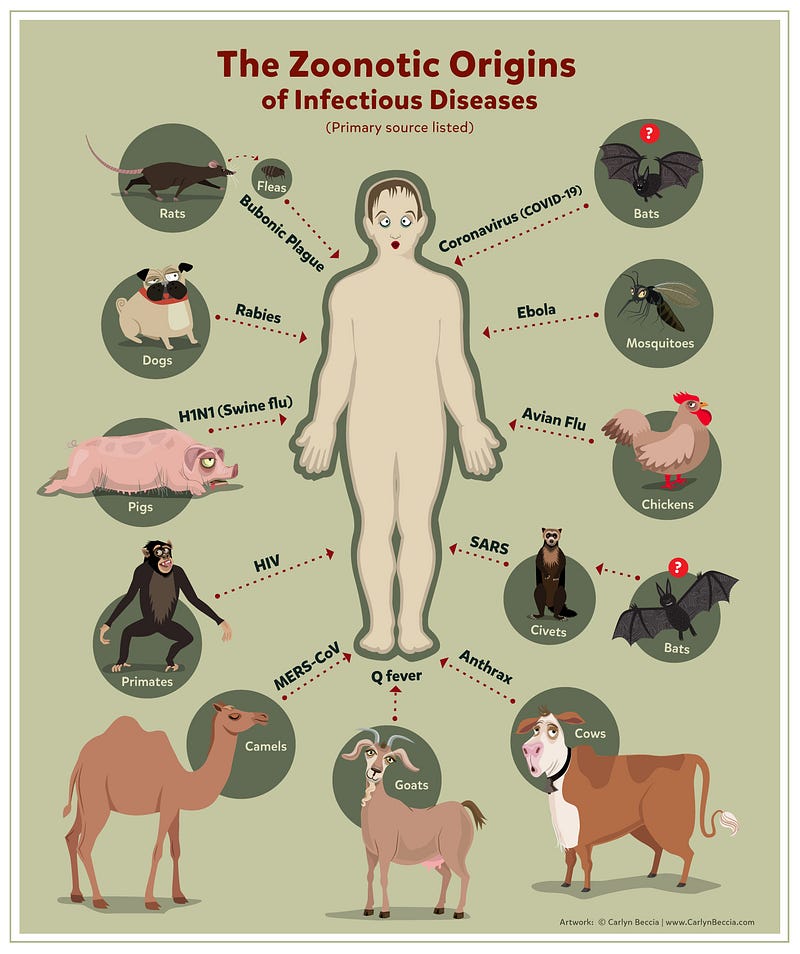 Infographic illustrating the sources of zoonotic diseases.