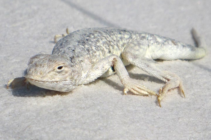 Unique lizard species found in White Sands